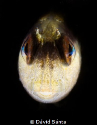 I spotted this little blenny looking strait at me from a ... by Dávid Sánta 